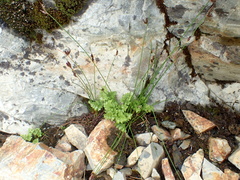 Cryptogramma cascadensis