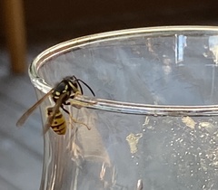 Vespula germanica