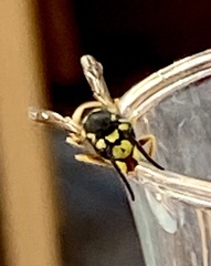 Vespula germanica