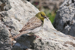 Emberiza cineracea