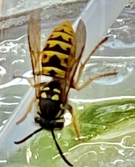 Vespula germanica