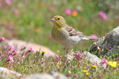 Emberiza cineracea