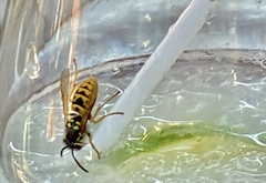 Vespula germanica