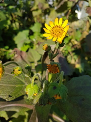 Smallanthus sonchifolius