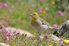 Emberiza cineracea