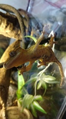 Correlophus ciliatus