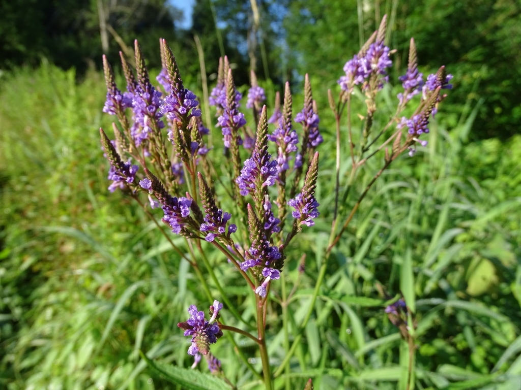 Трава вербены лекарственной. Вербена трава. Verbena officinalis. Растение Вербена лекарственная. Вербена копьевидная.