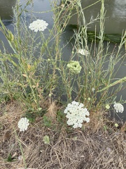 Daucus carota