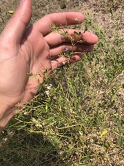 Pediomelum tenuiflorum