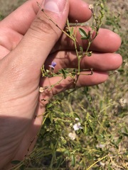 Pediomelum tenuiflorum