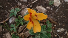 Cochlospermum wrightii