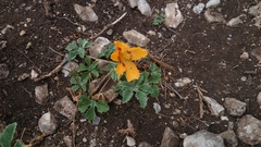 Cochlospermum wrightii