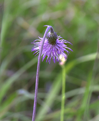 Cirsium sieboldii