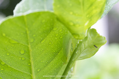 Tropidomantis tenera