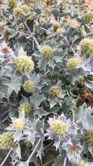 Eryngium maritimum