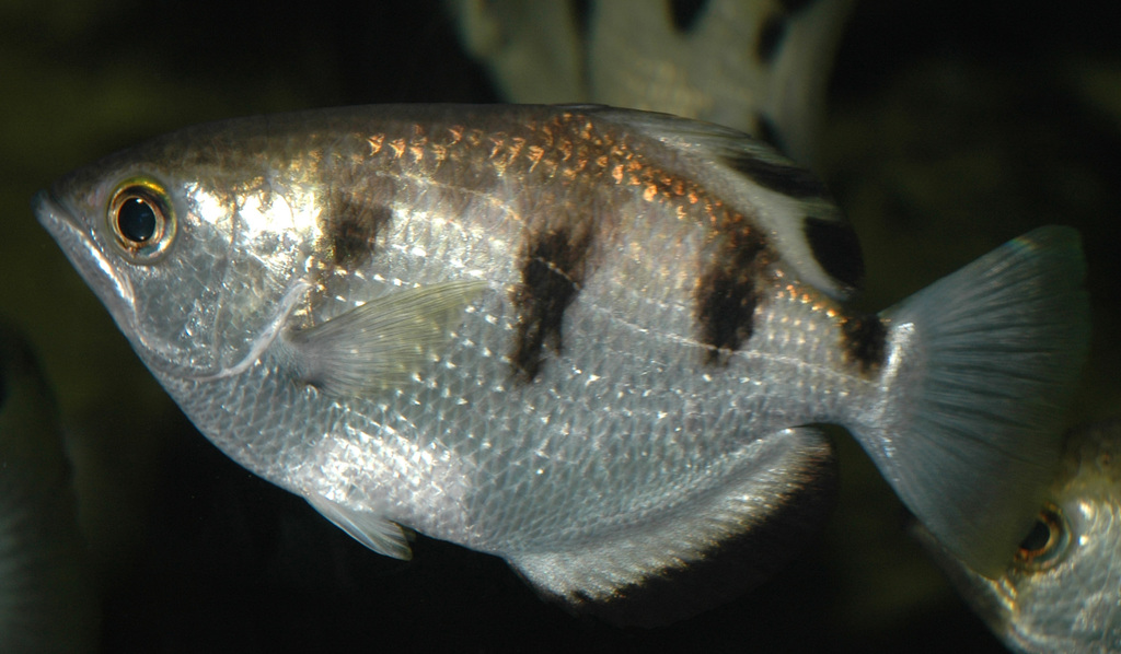 Poisson archer (Toxotes jaculatrix)