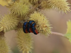 Melyrini