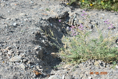 Oxytropis teres
