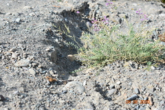 Oxytropis teres
