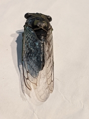 Neotibicen canicularis