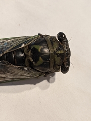 Neotibicen canicularis