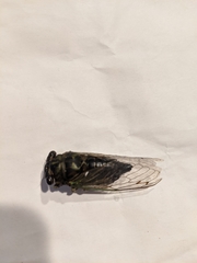 Neotibicen canicularis