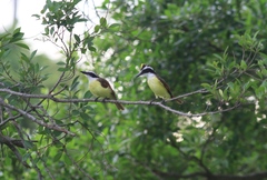 Pitangus sulphuratus