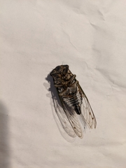 Neotibicen canicularis