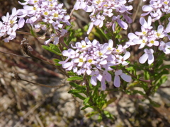 Iberis procumbens