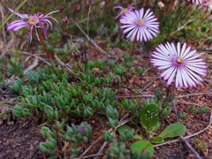 Lampranthus debilis