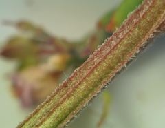 Iberis procumbens
