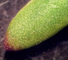Iberis procumbens