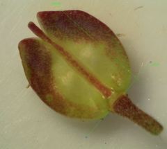 Iberis procumbens
