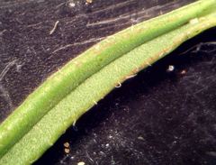 Iberis procumbens