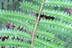 Osmundastrum cinnamomeum image