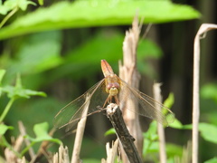 Crocothemis servilia
