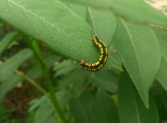 Lepidoptera