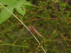 Crocothemis servilia