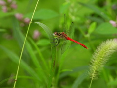 Sympetrum eroticum