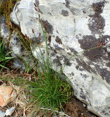 Juncus parryi