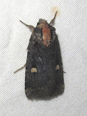 Abagrotis mirabilis
