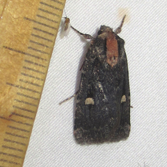 Abagrotis mirabilis