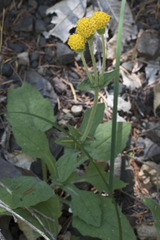 Arnica discoidea