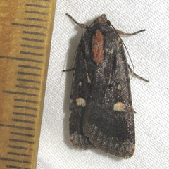 Abagrotis mirabilis