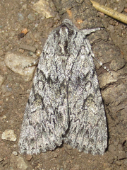 Andropolia contacta