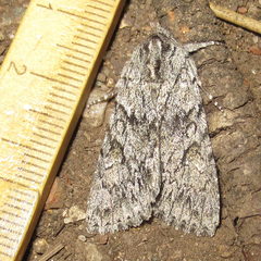 Andropolia contacta
