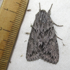 Andropolia contacta