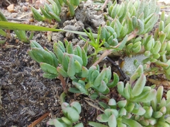 Lampranthus debilis