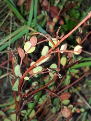 Phyllanthus parvulus parvulus