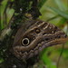 Caligo illioneus oberon - Photo (c) Lepidoptera Colombiana 🇨🇴, some rights reserved (CC BY-NC), uploaded by Lepidoptera Colombiana 🇨🇴